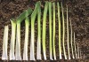 Выращивание лука-порея