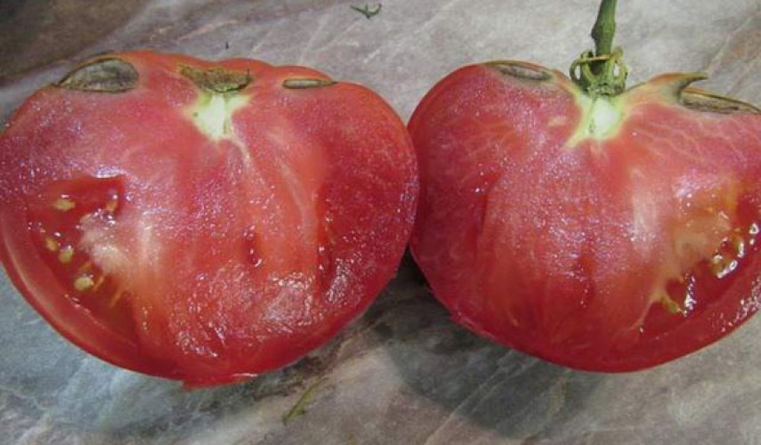 Сорт томатов Пузата хата