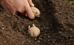 Как определиться с глубиной посадки картофеля