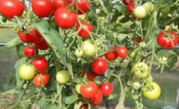 Гибридный сорт томата для теплиц – Благовест