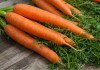 Сорта моркови