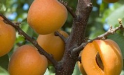 Обрезка абрикоса: виды, схема, особенности весенней, летней и осенней обрезки