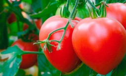 Крупный раннеспелый томат: описание гибрида Розовый спам F1, агротехника, отзывы