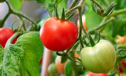Гибридный сорт Адмирал F1: особенности томата, описание агротехники, отзывы овощеводов