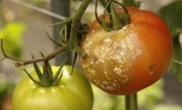 Фитофтора на помидорах в дачной теплице: как бороться и побеждать