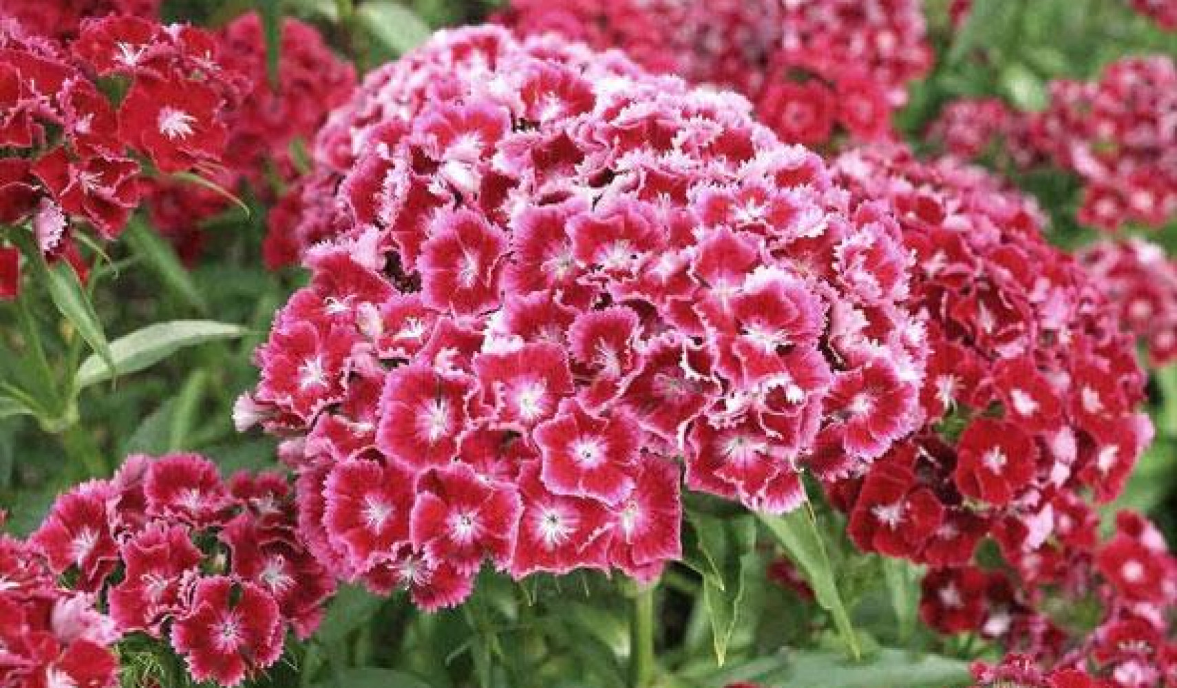 Гвоздика турецкая: посадка и уход, фото в открытом грунте, выращивание ...