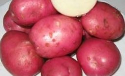 Картофель Рокко: описание сорта, особенности выращивания