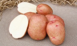 Описание картофеля Красавчик: характеристики растения и клубней