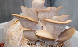 Вешенки в подвале: пошаговая инструкция по выращиванию грибов в домашних условиях