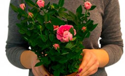 Как ухаживать за розой Кордана микс дома и в саду