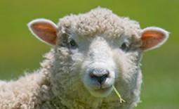 Овцеводство: советы начинающим фермерам по организации бизнеса