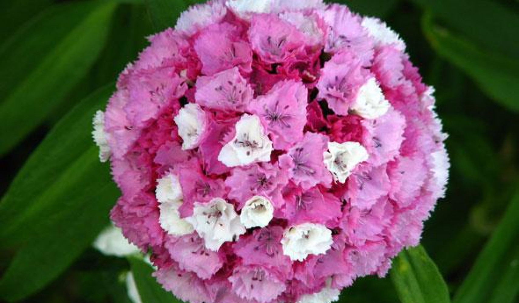 Гвоздика турецкая: посадка и уход, фото в открытом грунте, выращивание ...