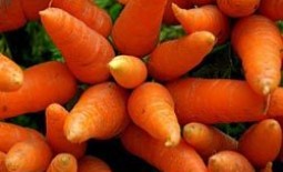Описание и характеристики моркови сорта Алтайская лакомка