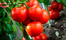 Супер урожайный томат Асвон F1: подробное описание, агротехника, отзывы