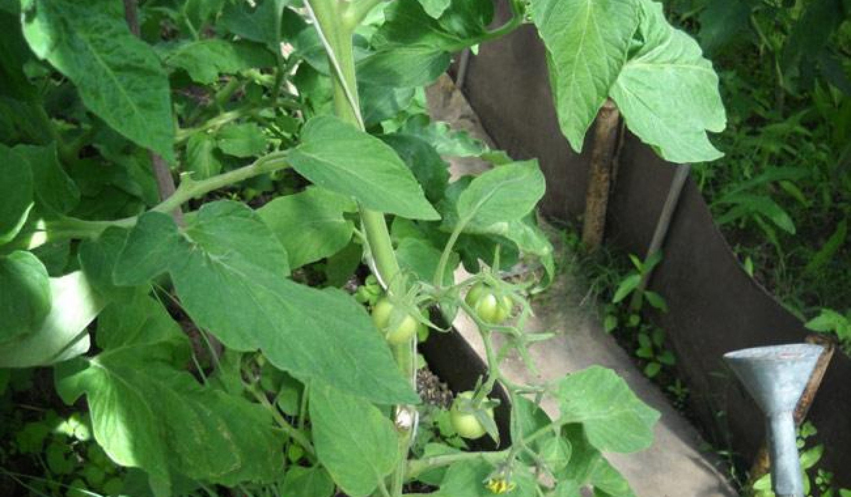 Proč rajčata nesadí ve skleníku?