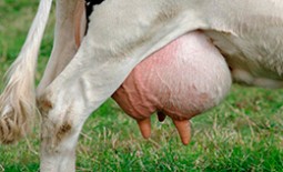 Сколько сосков должно быть у коровы и на что влияет их количество