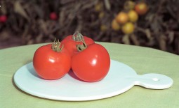 Полфаст: подробное описание и секреты культивации витаминного томата