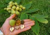 выращивание маньчжурского ореха
