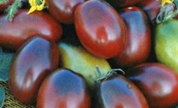 Удивительный томат под названием Черный мавр