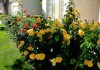 выращивание розы флорибунда
