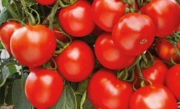 Томат Марьина Роща f1: описание сорта, особенности выращивания