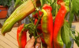Перец Какаду: описание сорта, особенности выращивания