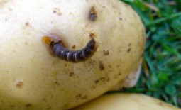 Проволочник в картошке: методы и способы борьбы