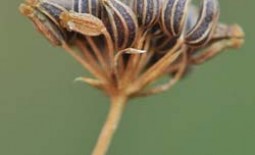 Почему семена петрушки плохо прорастают или вообще не всходят?