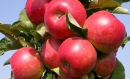 Колоновидная яблоня — «Важак» яблонь: посадка, выращивание и уход