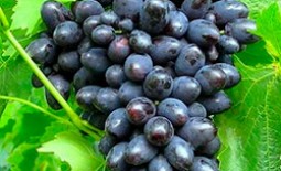 Сортовые характеристики винограда: неприхотливая и урожайная Кодрянка