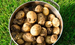 Как эффективно посадить на участке картофель без перекопки