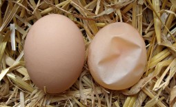 Причины, по которым куры дают яйца в пленке, без скорлупы. Как устранить и предупредить проблему