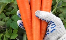 Морковь «Самсон»: описание сорта