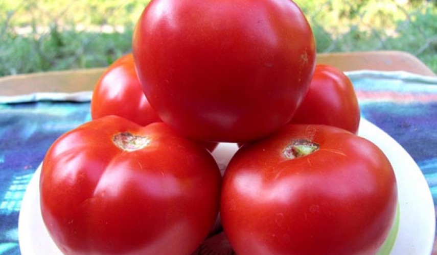 томат красным красно f1: отзывы, посадка и уход, характеристика и опис��ниесорта, урожайность + фото