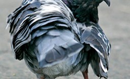 Что едят голуби: лучший корм для обитателей улицы и домашней птицы