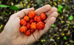Суринамская вишня: происхождение, ботанические особенности, выращивание