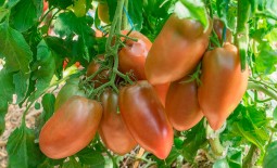 Фиолетовая гордость Весселя – американский томат на отечественных грядках. Описание сорта и особенности агротехники