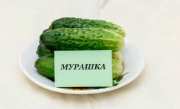 Огурец Мурашка F1: особенности, характеристики, отзывы