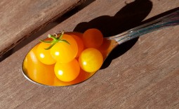Яркий представитель черри — томат Вишня желтая. Характеристики сорта, описание, отзывы