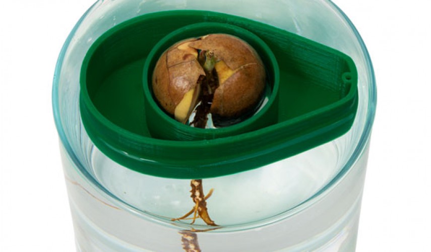 вырастить авокадо из косточки