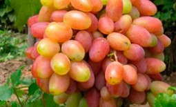 Описание и особенности винограда сорта Юбилей Новочеркасска. Отзывы виноградарей