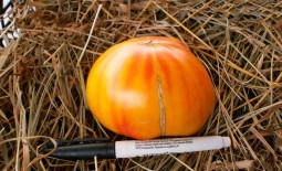 Звезда Техаса — мощный томат для теплиц со впечатляющим описанием