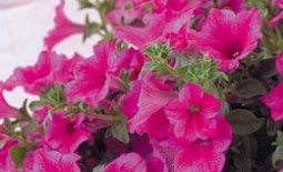 Многоцветковая каскадная петуния сорта Джоконда: описание, отзывы, советы по выращиванию