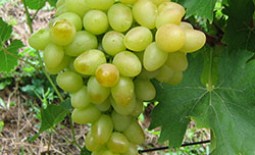 Виноград сорта Аркадия: описание, уход и отзывы дачников