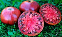 Описание томатов серии Брендивайн: характеристики и отзывы