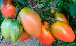 Подсинское чудо – как вырастить сладкие сливовидные томаты. Подробное описание и советы по уходу