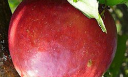 Чем отличаются сорта яблони жигулевское, краса свердловска, хани крисп?