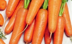 Описание и характеристика моркови Канада – высокоурожайного и неприхотливого в выращивании сорта
