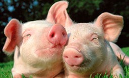 Породы домашних свиней: описание мясных разновидностей с фото