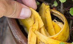 Банановая кожура как основа для удобрения. Способы приготовления подкормки из органических отходов